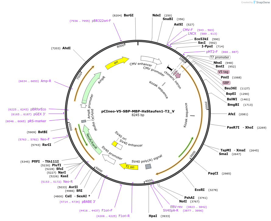 147743-plasmid-map-sequence-id-445208