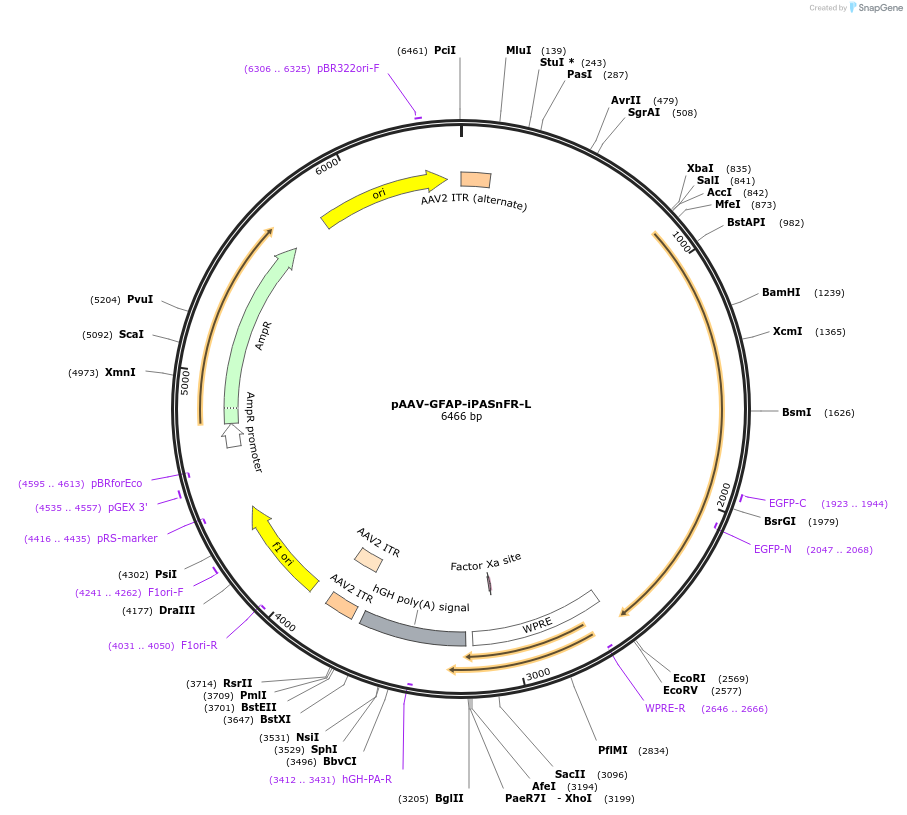 225235-plasmid-map-sequence-id-445242