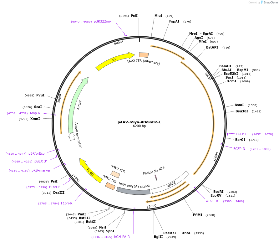 225236-plasmid-map-sequence-id-445245