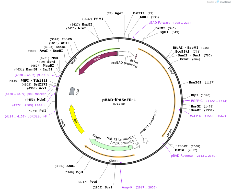 225238-plasmid-map-sequence-id-445250