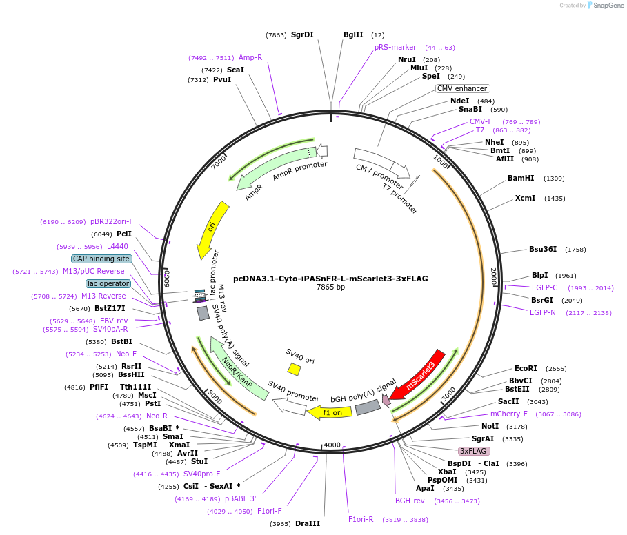 225242-plasmid-map-sequence-id-445254