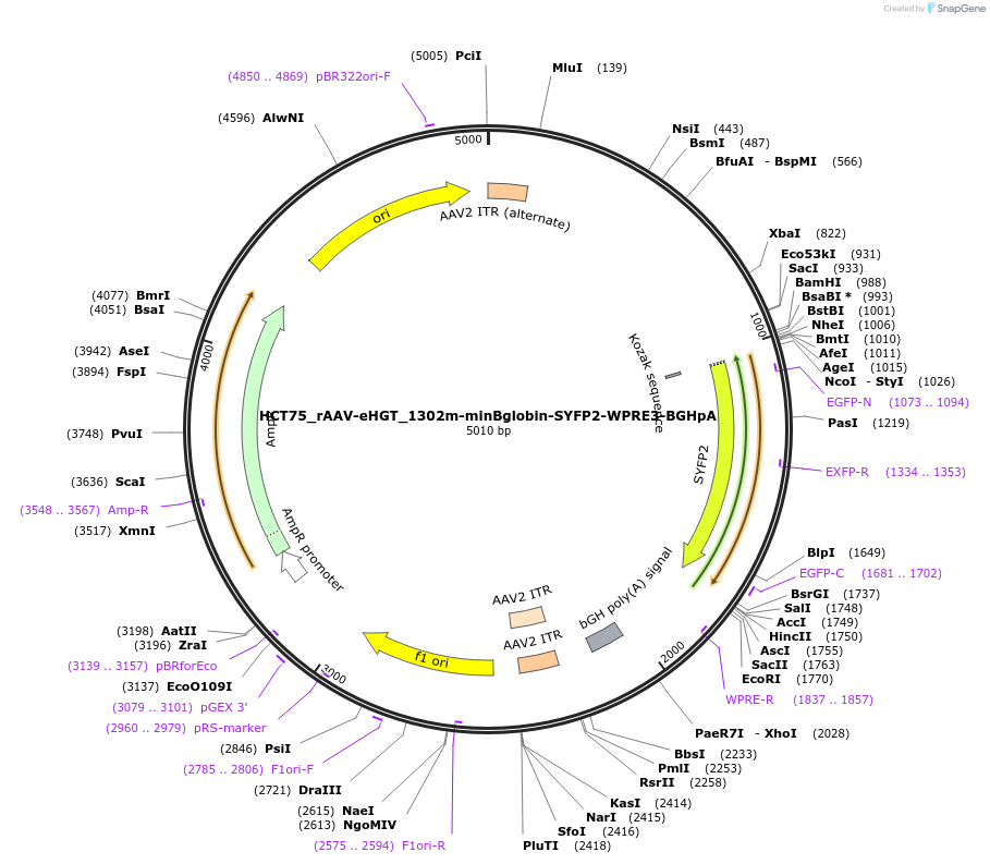 223921-plasmid-map-sequence-id-445273