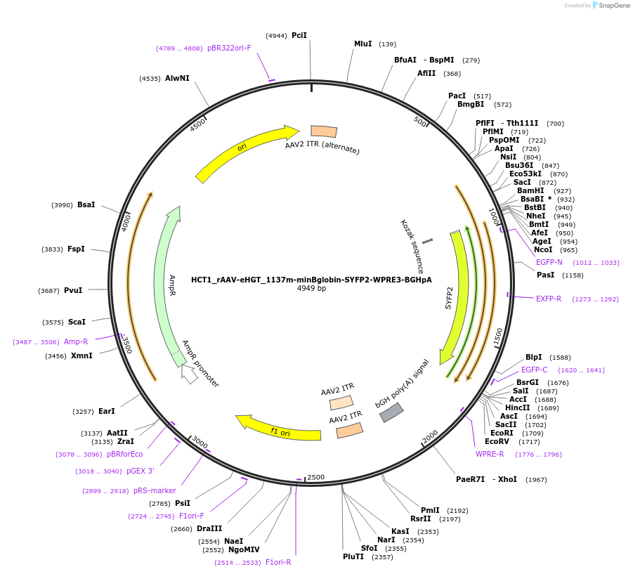 223900-plasmid-map-sequence-id-445274