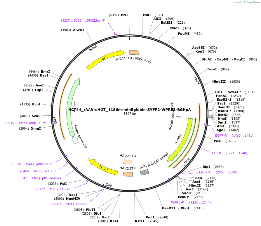 223941-plasmid-map-sequence-id-445275