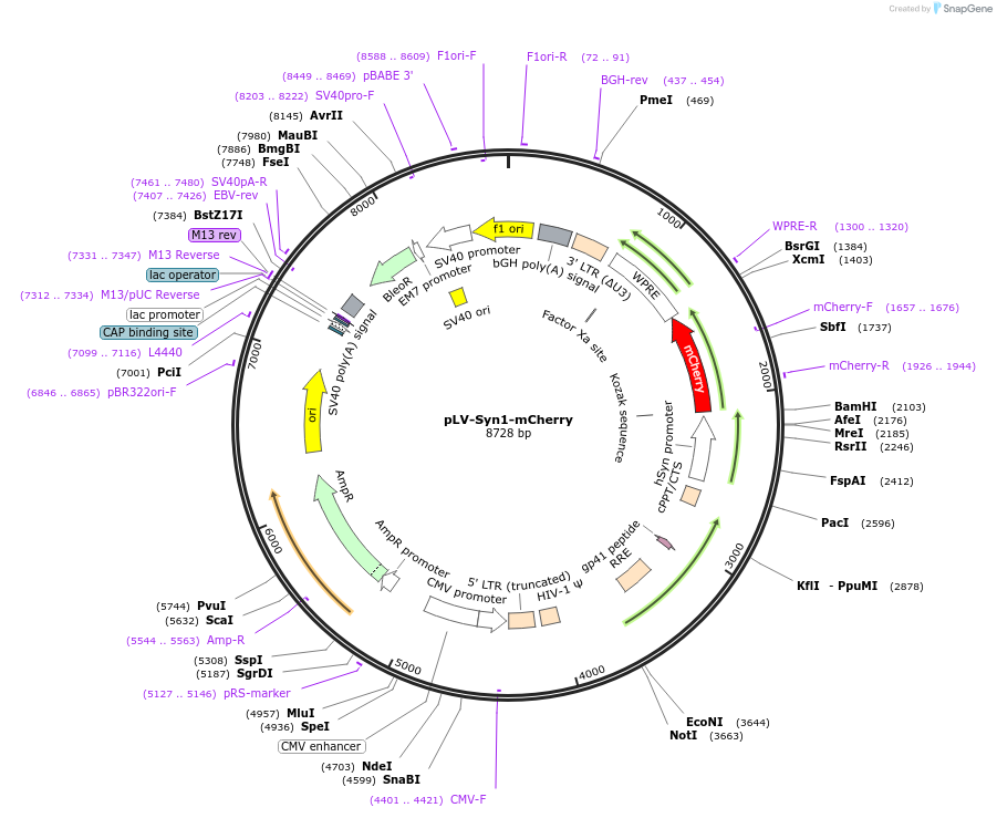 222967-plasmid-map-sequence-id-445289
