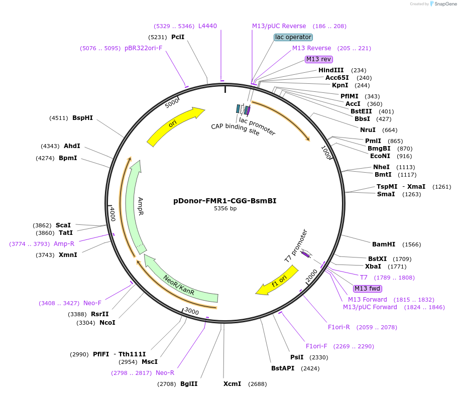222966-plasmid-map-sequence-id-445290