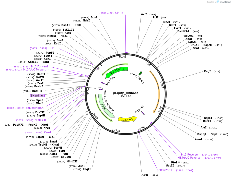215561-plasmid-map-sequence-id-445452