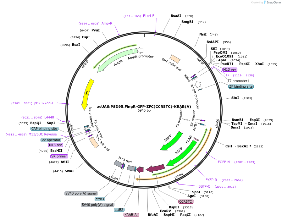 72638-plasmid-map-sequence-id-445453