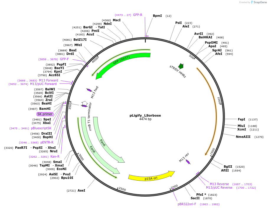 215562-plasmid-map-sequence-id-445455