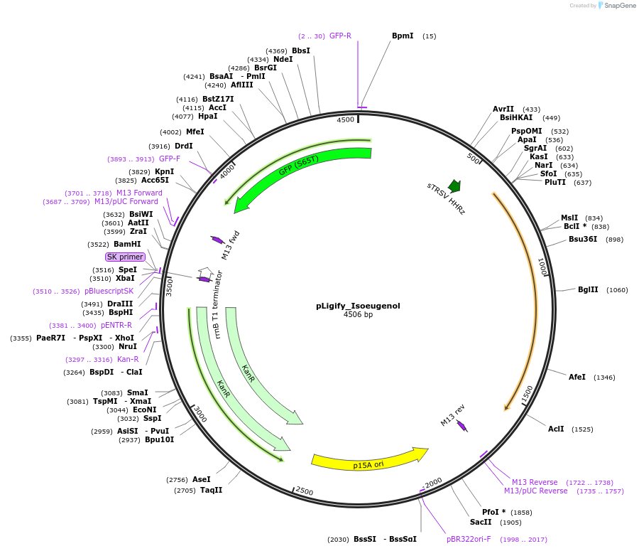 215563-plasmid-map-sequence-id-445465