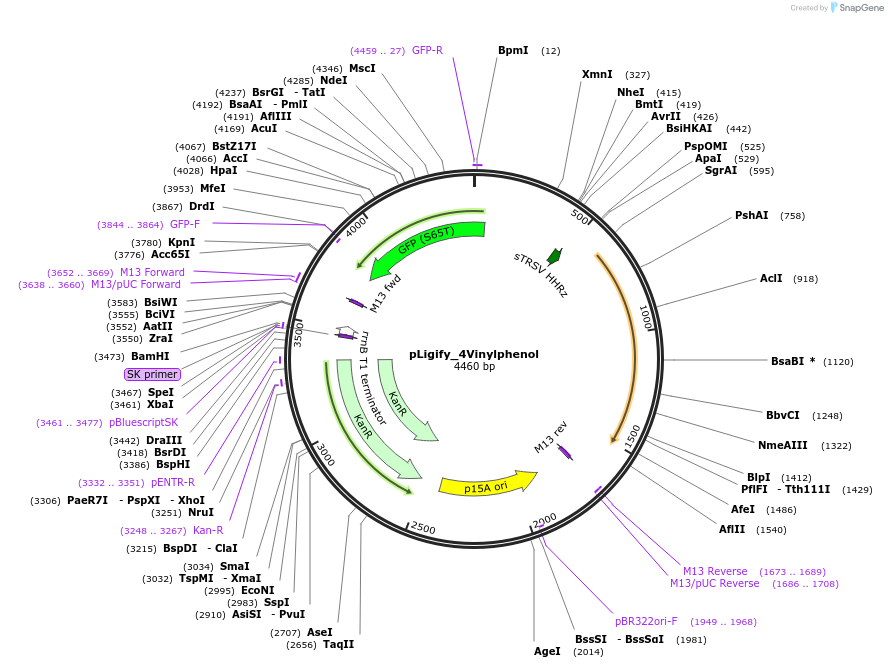 215564-plasmid-map-sequence-id-445467