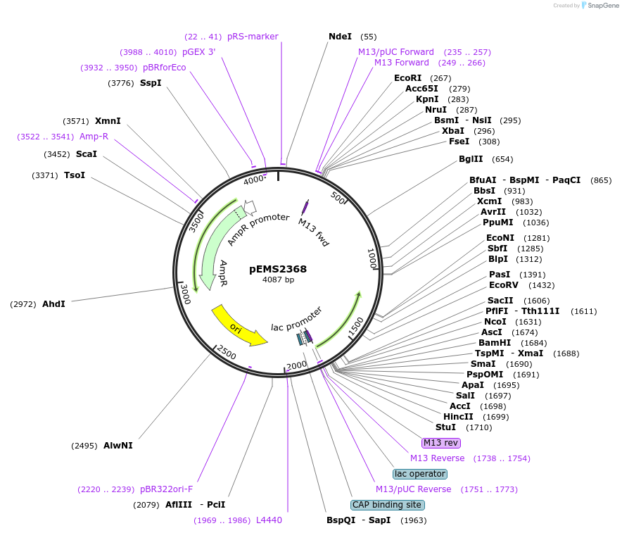 225632-plasmid-map-sequence-id-445473