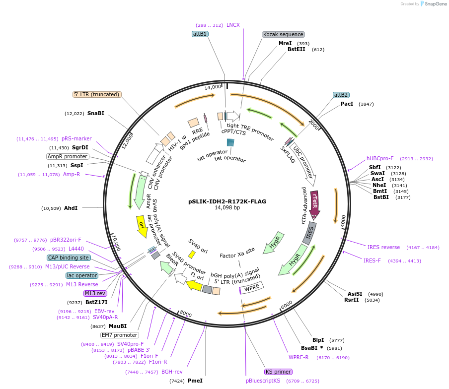 66807-plasmid-map-sequence-id-445477
