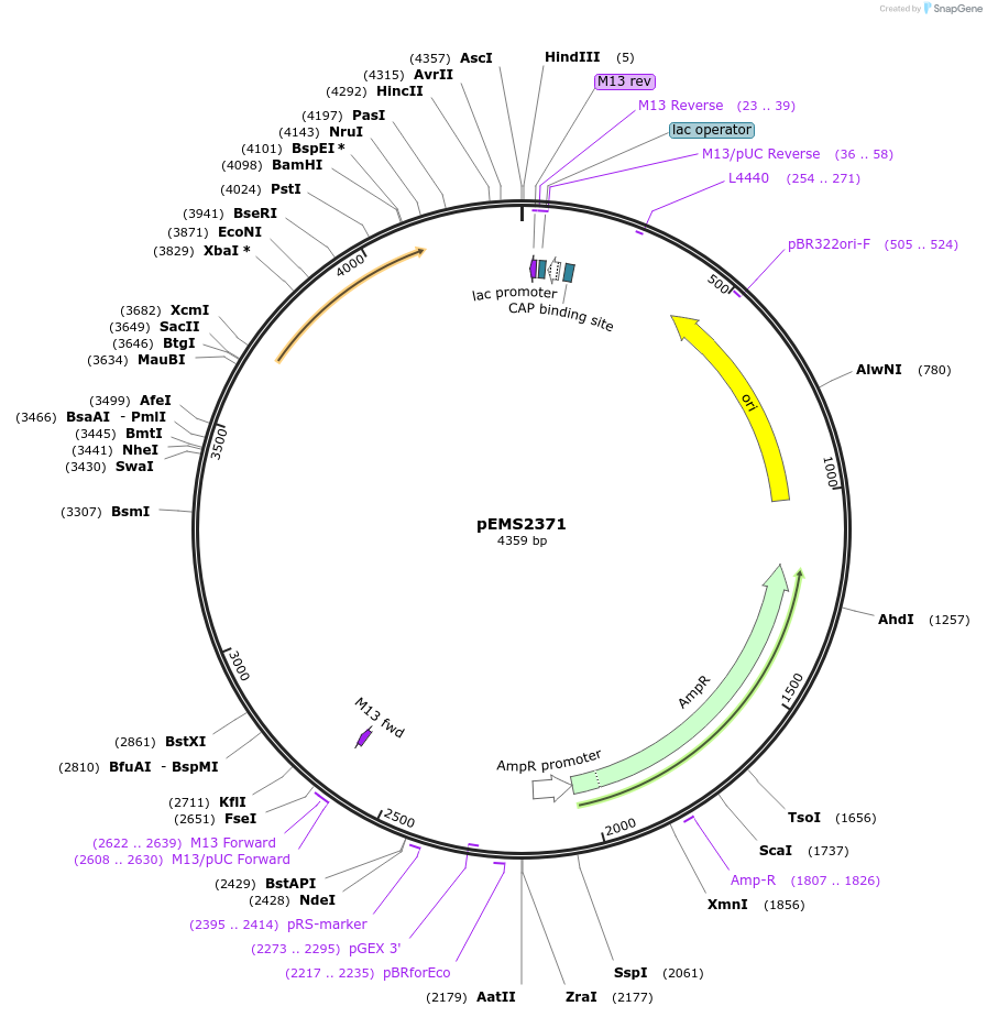 225637-plasmid-map-sequence-id-445481