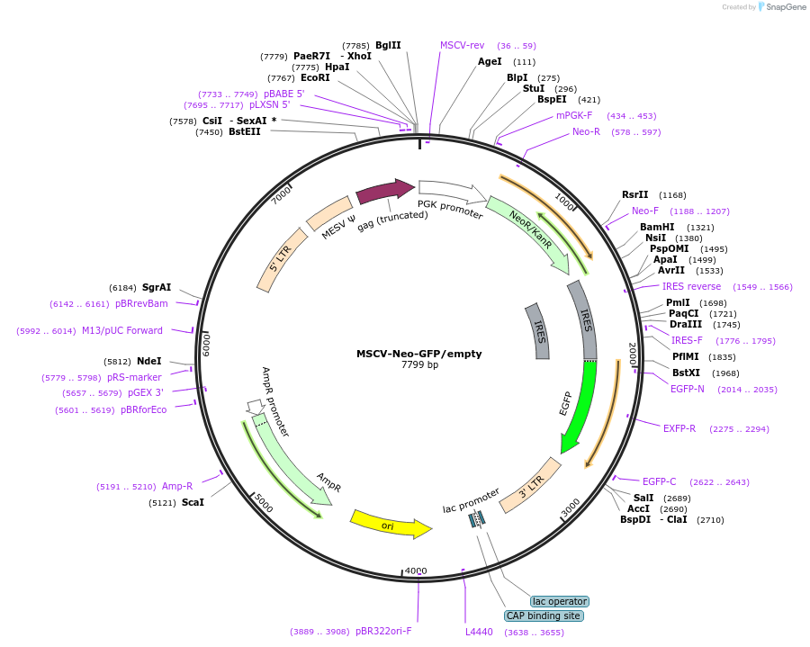 105505-plasmid-map-sequence-id-445538