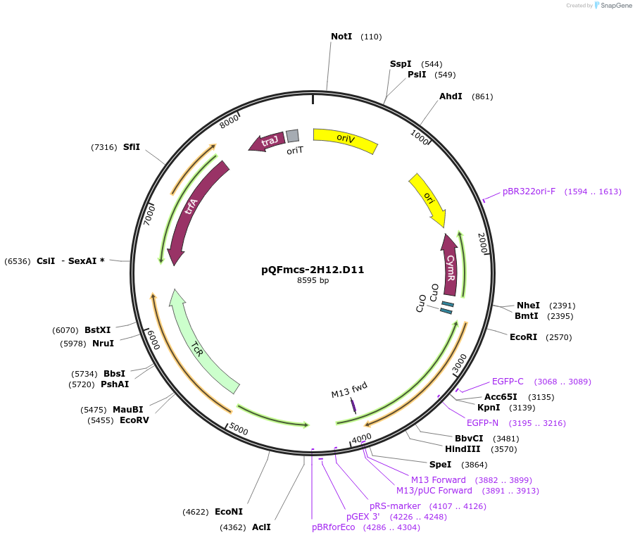 221183-plasmid-map-sequence-id-445574
