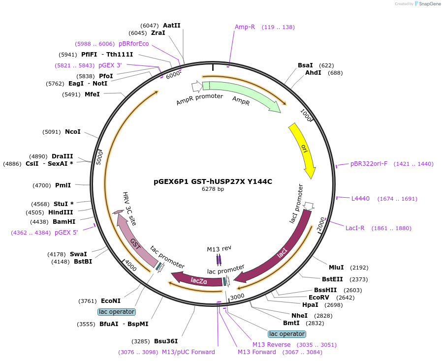 225713-plasmid-map-sequence-id-445582
