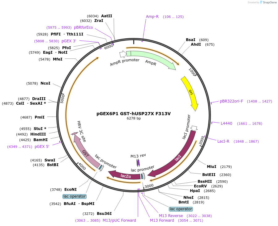 225715-plasmid-map-sequence-id-445583