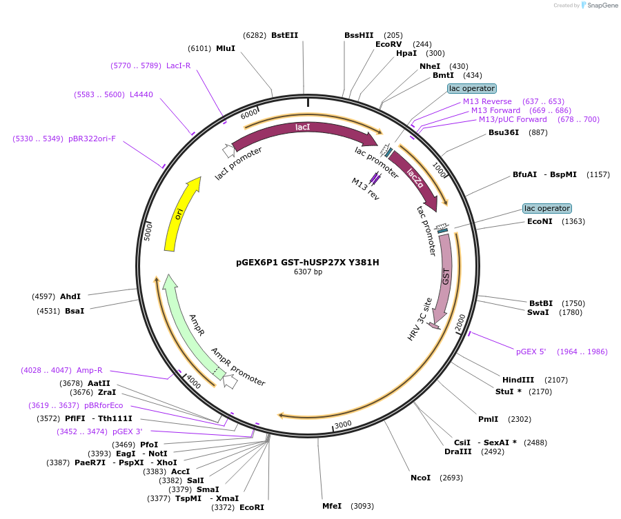 225716-plasmid-map-sequence-id-445584