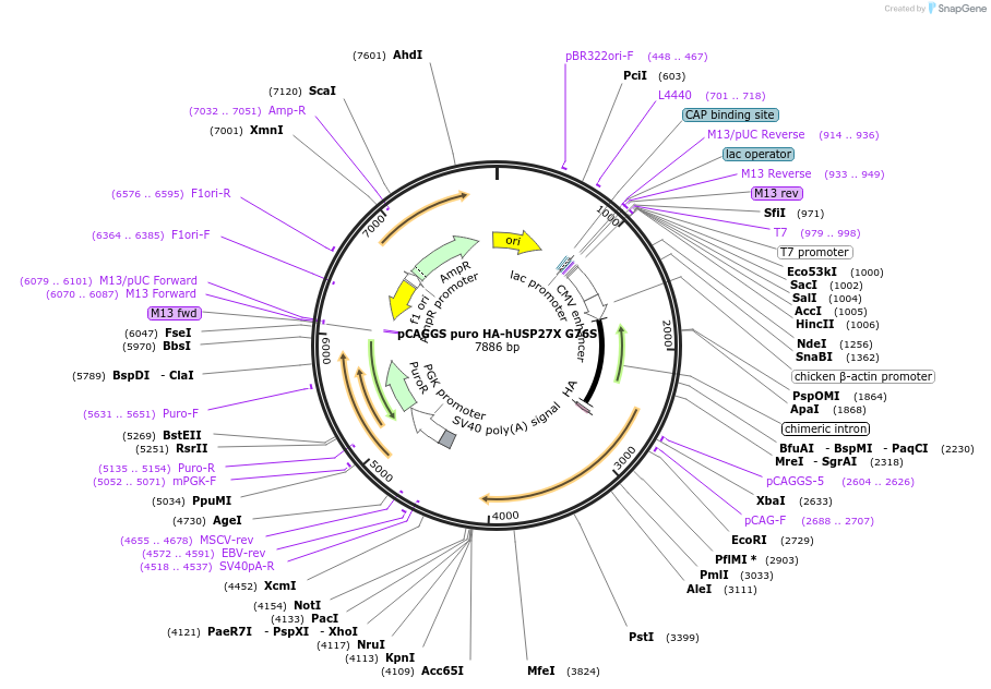 225719-plasmid-map-sequence-id-445596