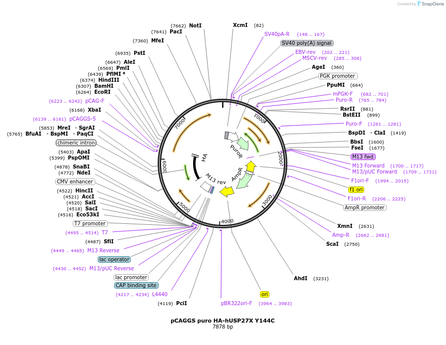 225720-plasmid-map-sequence-id-445597