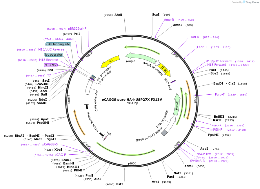 225722-plasmid-map-sequence-id-445599