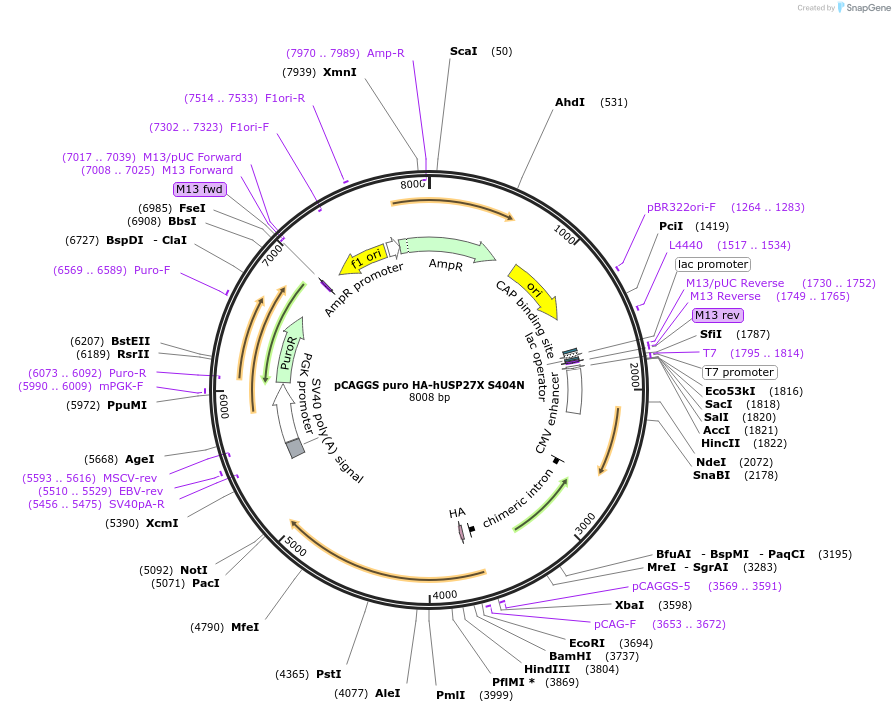 225724-plasmid-map-sequence-id-445601