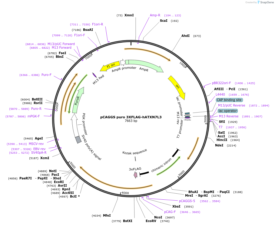 225725-plasmid-map-sequence-id-445602