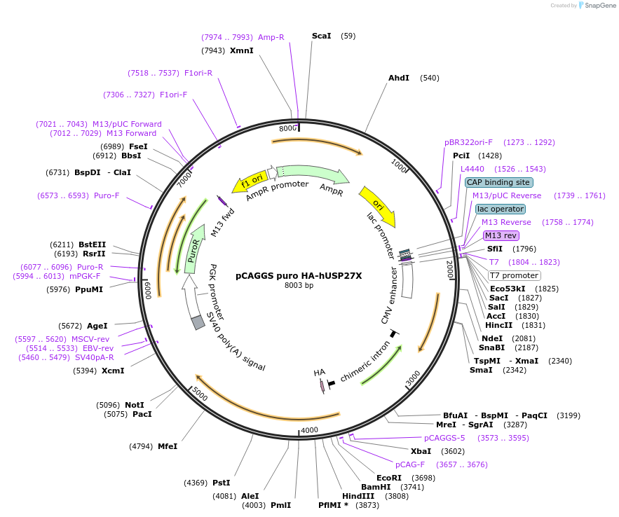 225718-plasmid-map-sequence-id-445604