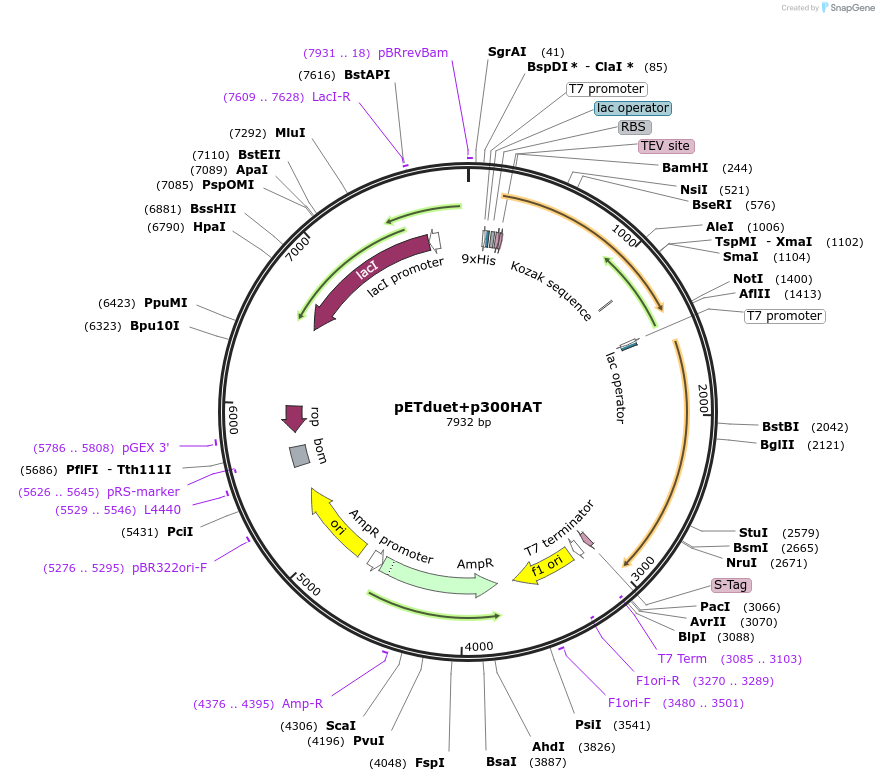 157793-plasmid-map-sequence-id-445645