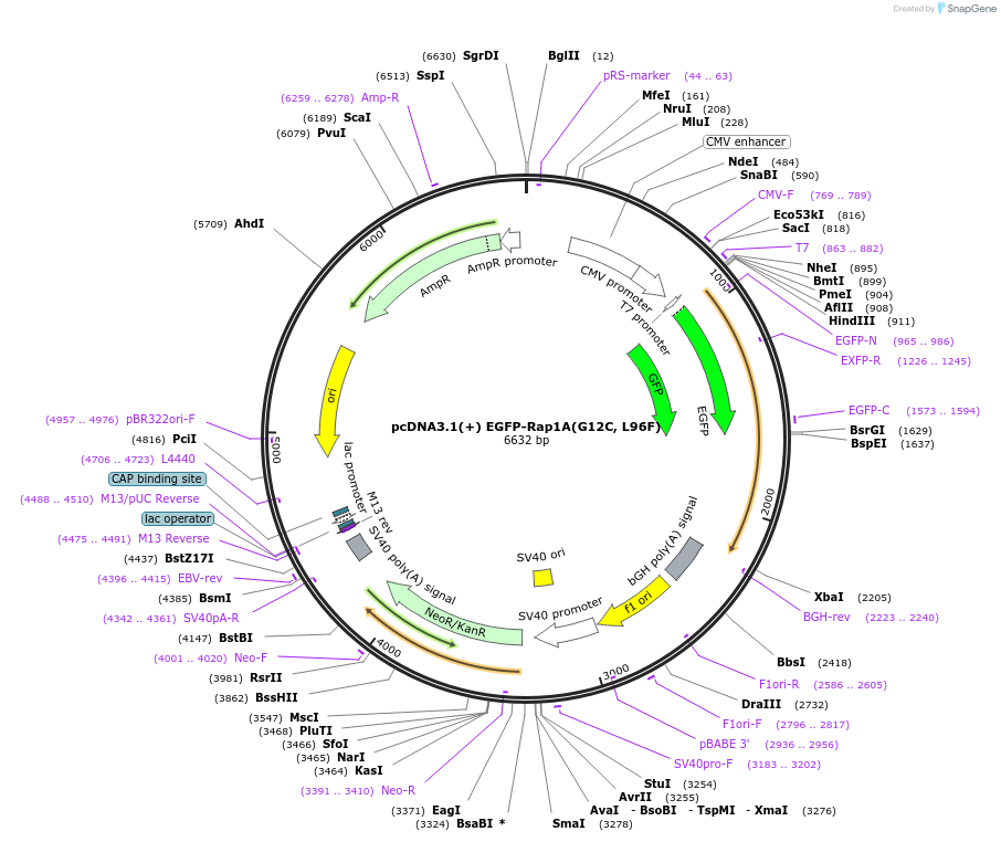 224277-plasmid-map-sequence-id-445650