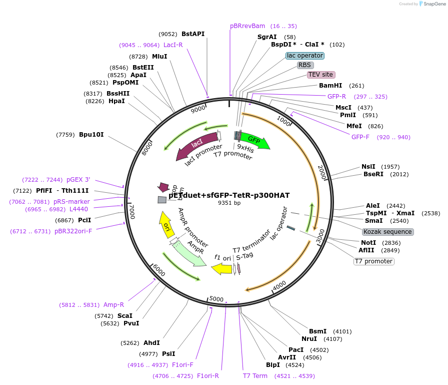 157795-plasmid-map-sequence-id-445653
