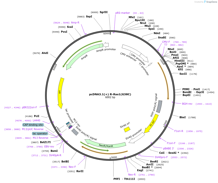 224286-plasmid-map-sequence-id-445664