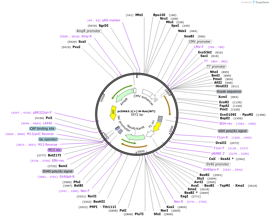 224287-plasmid-map-sequence-id-445665