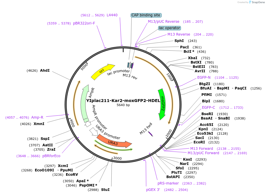 218970-plasmid-map-sequence-id-445666