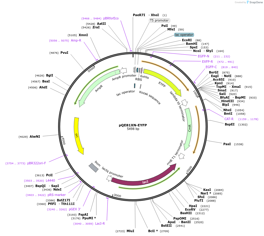 218958-plasmid-map-sequence-id-445670