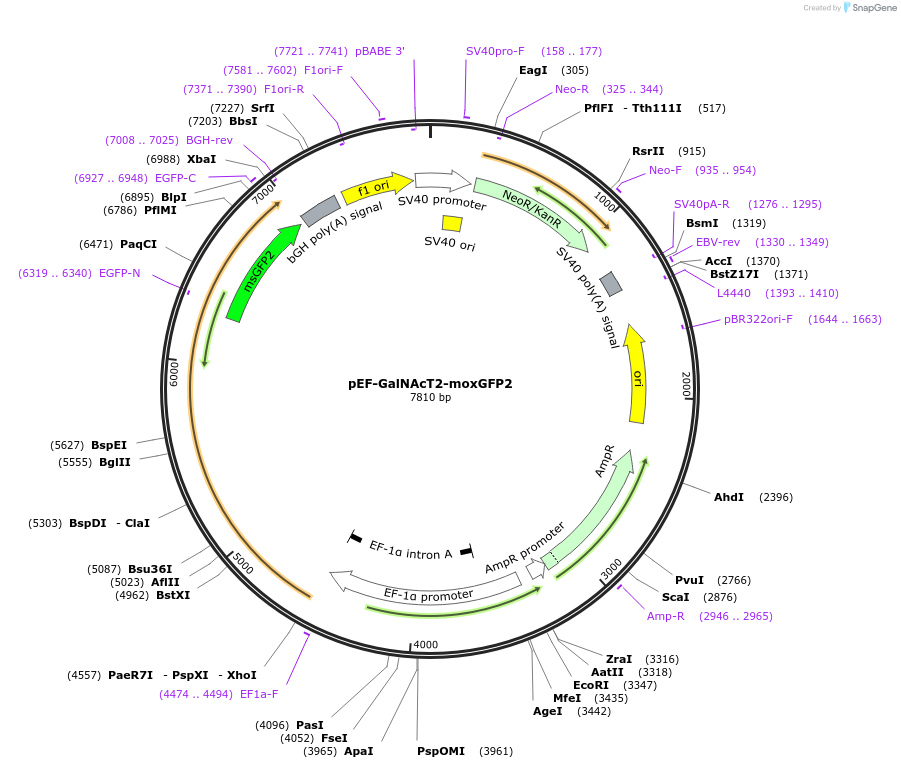 218966-plasmid-map-sequence-id-445673