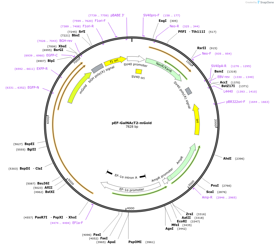 218964-plasmid-map-sequence-id-445690