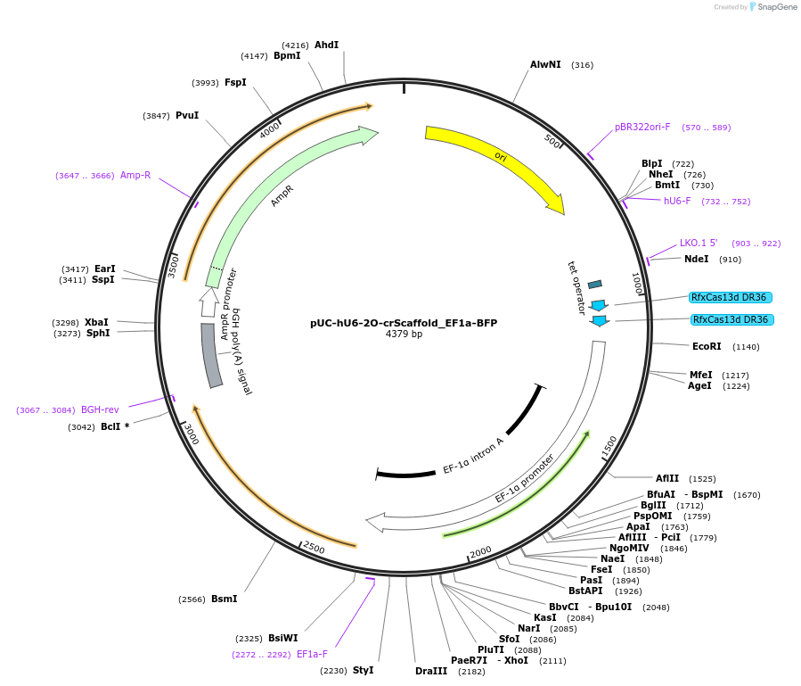224862-plasmid-map-sequence-id-445692