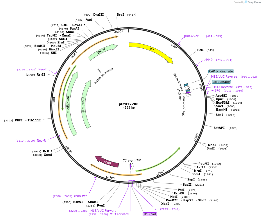 212677-plasmid-map-sequence-id-445694