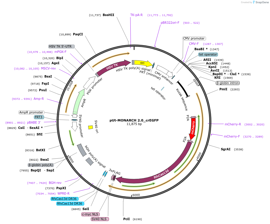 224793-plasmid-map-sequence-id-445704