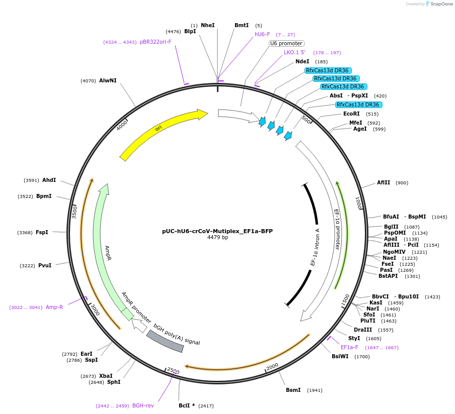 224788-plasmid-map-sequence-id-445705