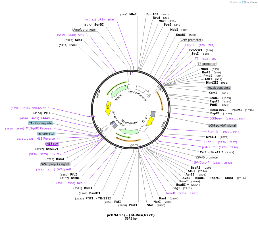 224288-plasmid-map-sequence-id-445712