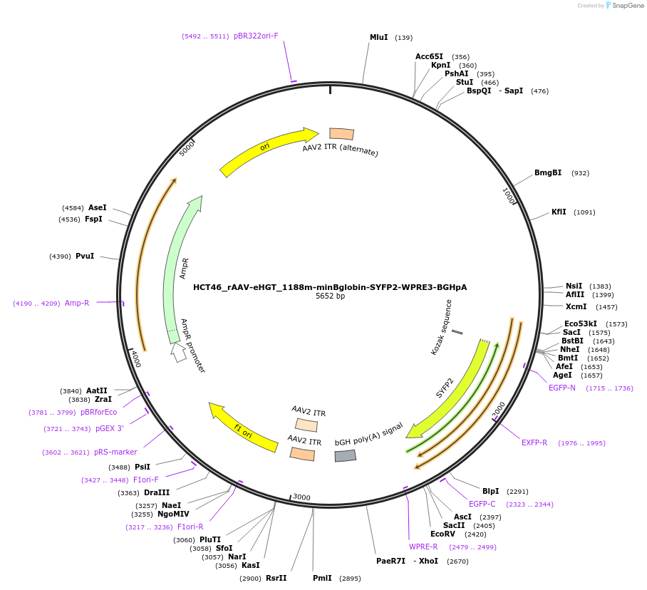 223943-plasmid-map-sequence-id-445735
