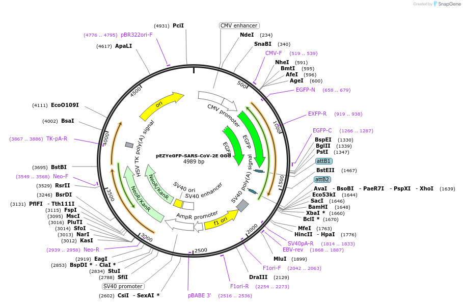224582-plasmid-map-sequence-id-445757