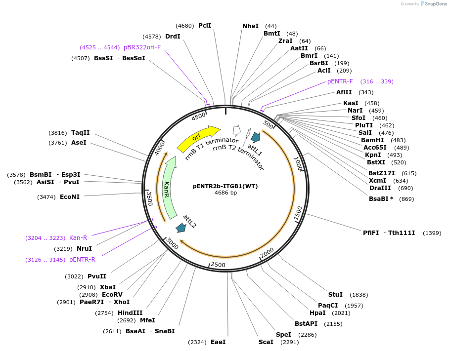 215450-plasmid-map-sequence-id-445880