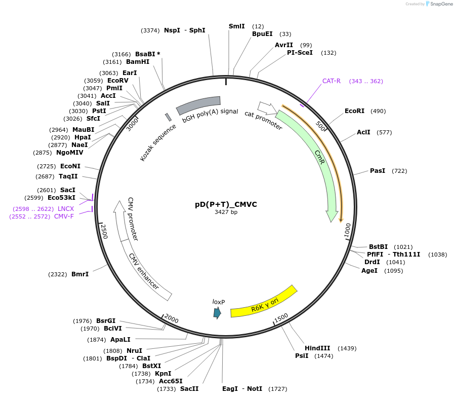 223862-plasmid-map-sequence-id-445914