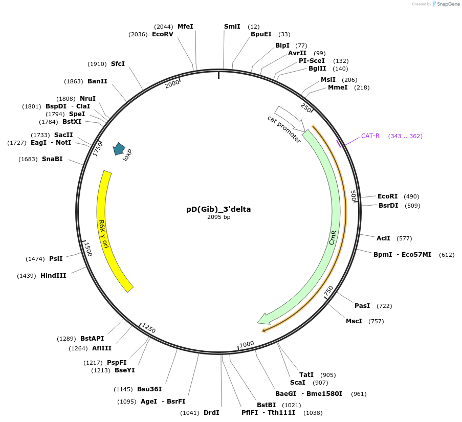 223869-plasmid-map-sequence-id-445917