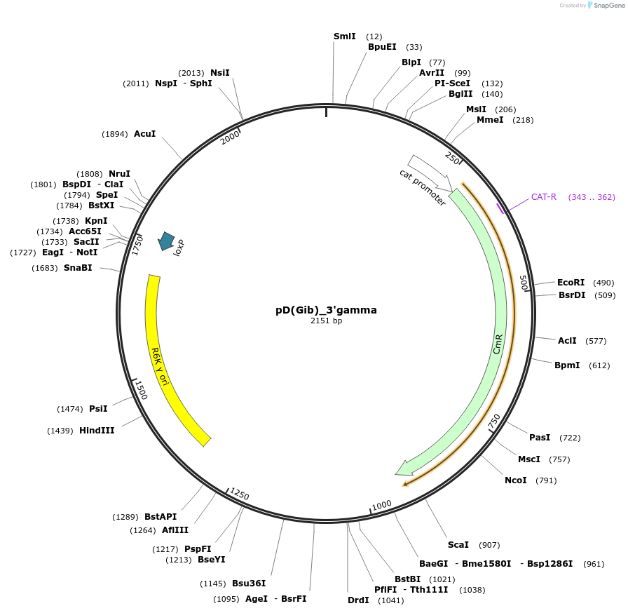 223868-plasmid-map-sequence-id-445918