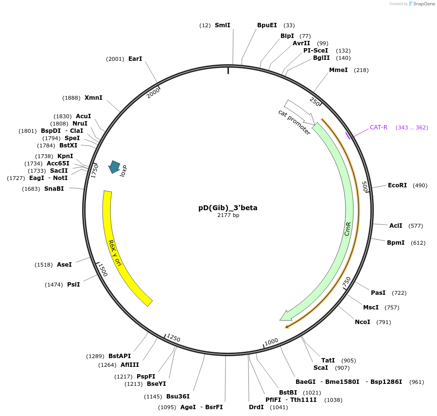 223867-plasmid-map-sequence-id-445919